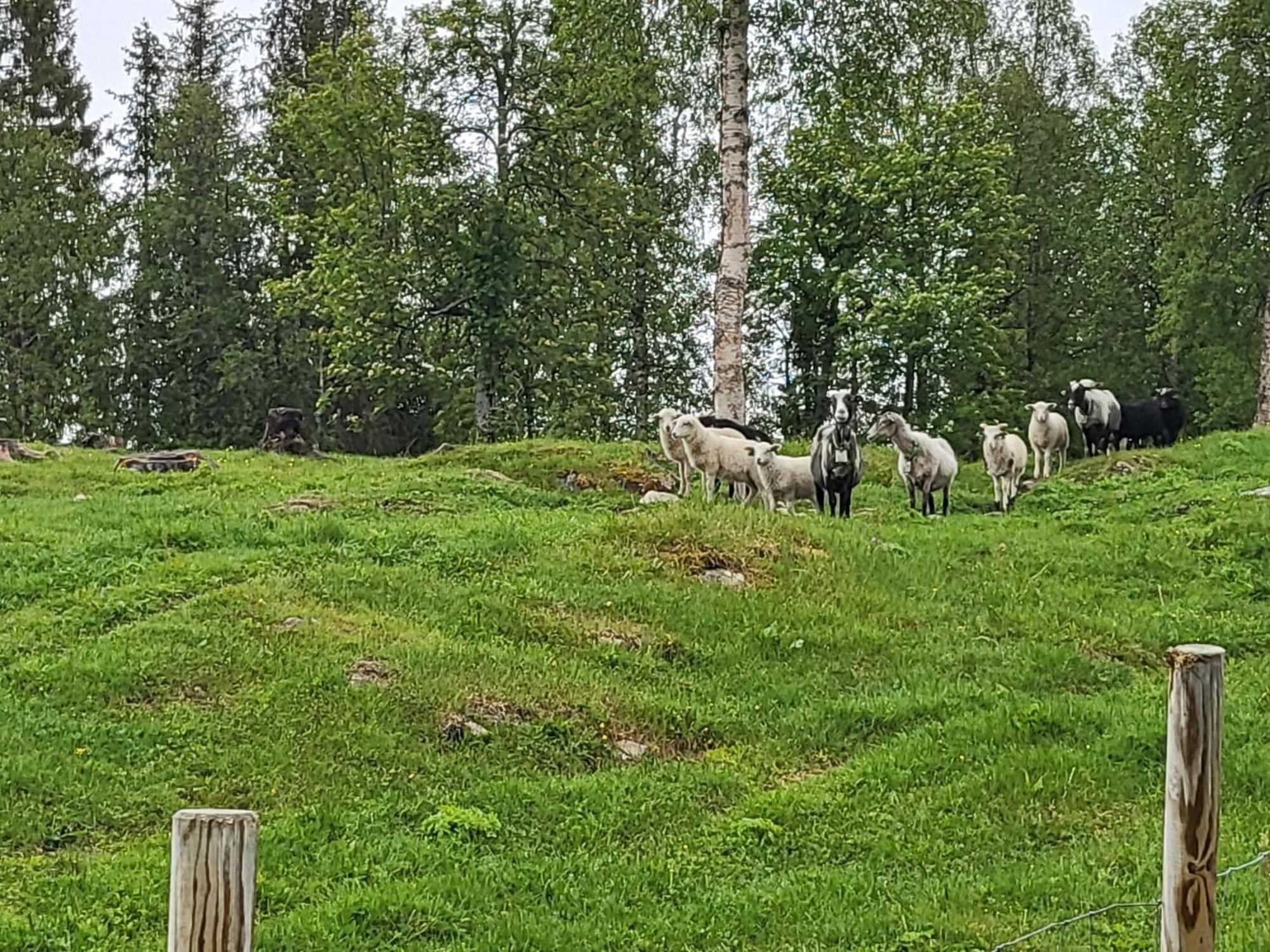 Отель Telt 2 Hattfjelldal Экстерьер фото